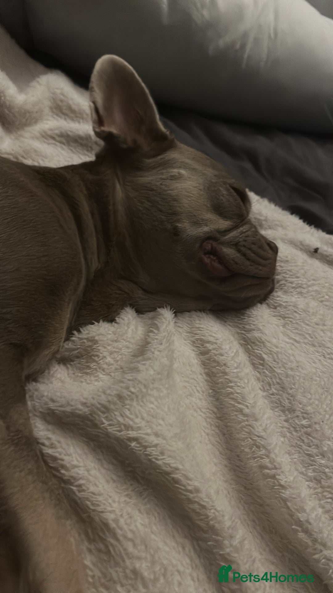 French Bulldog dogs for sale: French Bulldogs Fluffy - Advert 12