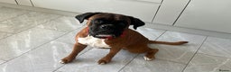 Boxer dogs for stud: Boxer Stud KC Reg & Proven - Advert 4