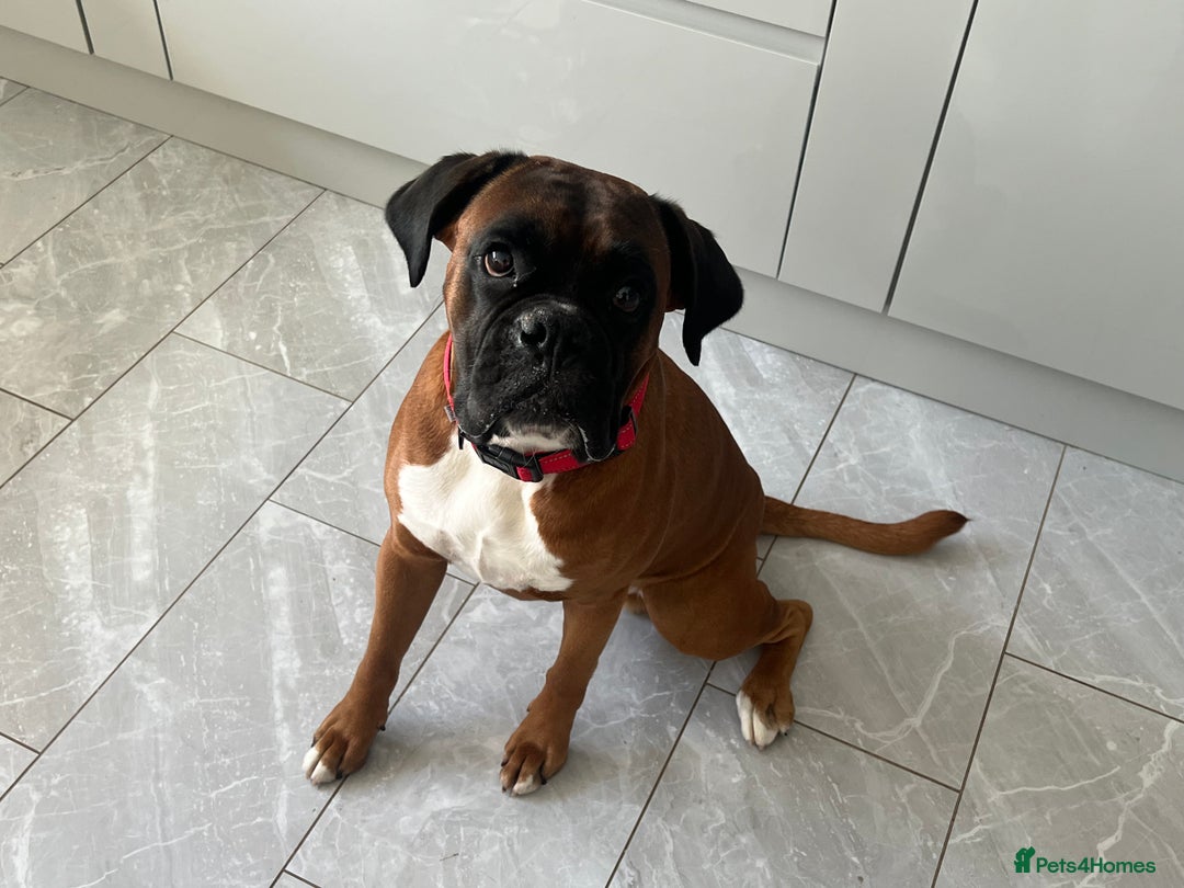 Boxer dogs for stud: Boxer Stud KC Reg & Proven - Advert 4