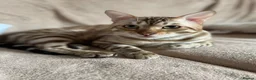 Bengal cats for sale: Beautiful Bengal family members - Advert 23