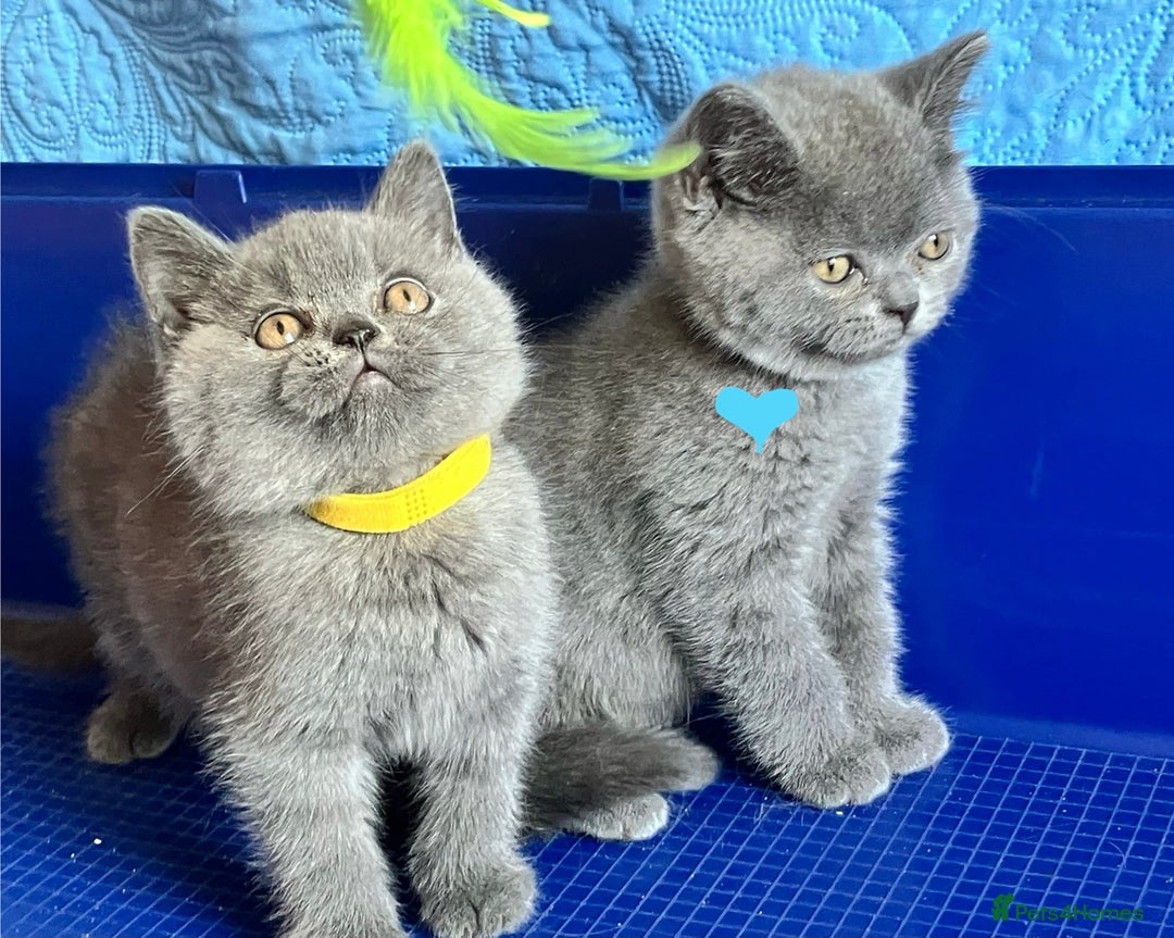 British Shorthair cats for sale: GCCF registered ChampionBloodline 5GENpedigree BSH - Image 18