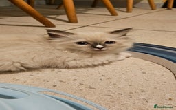 Ragdoll cats for sale: Adorable Ragdoll Kittens for Sale! 🐱✨ - Image 7