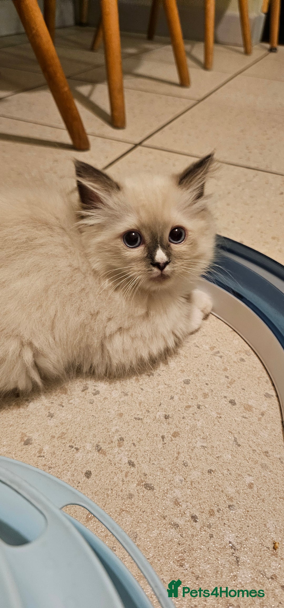 Ragdoll cats for sale: Adorable Ragdoll Kittens for Sale! 🐱✨ - Image 7