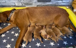 Labrador Retriever dogs for sale: 2 Labrador puppies for sale  - Image 2
