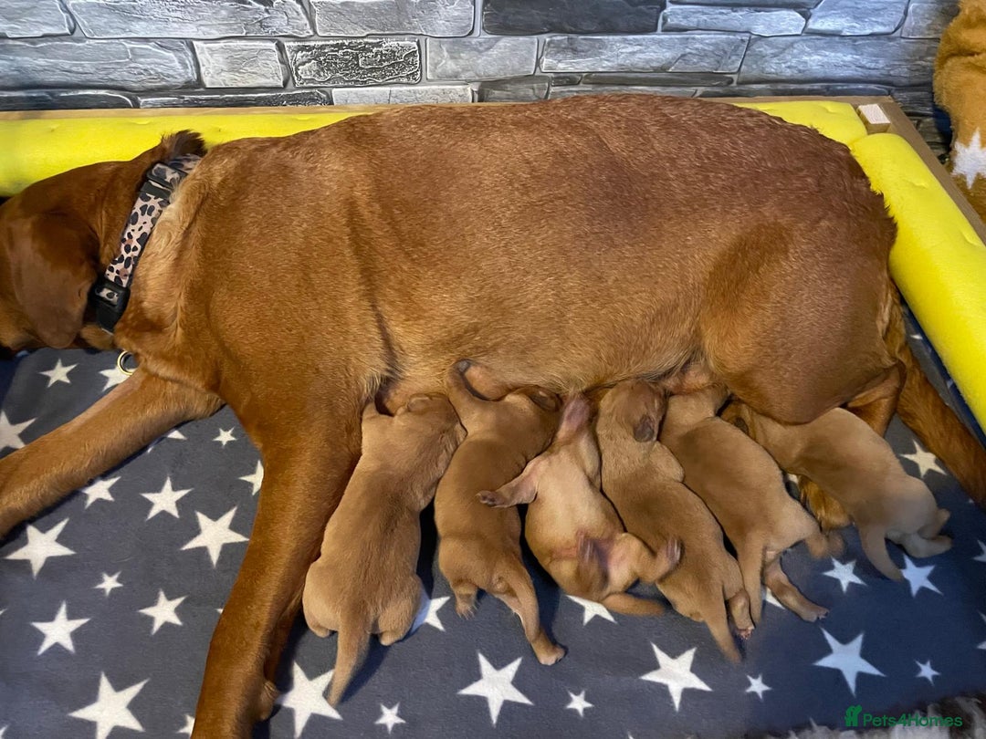 Labrador Retriever dogs for sale: 2 Labrador puppies for sale  - Image 2