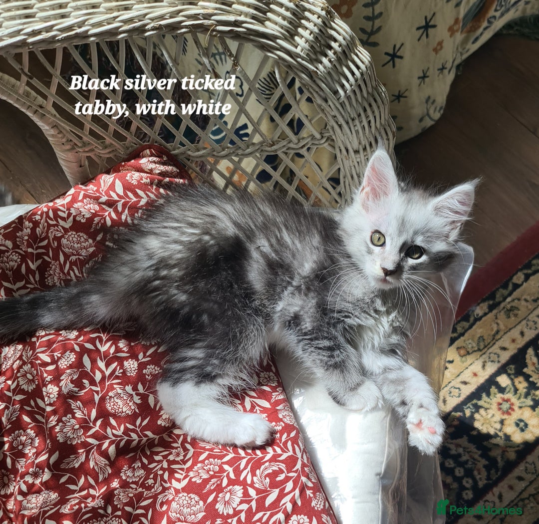Maine Coon cats for sale: 2 MaineCoon boys - Image 17