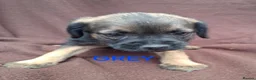 Border Terrier dogs for sale: BORDER TERRIERS SLEM CLEAR  - Advert 17