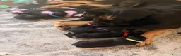 German Shepherd dogs for sale: KC reg strong GSD puppies from health tested lines in Chelmsford - Advert 2