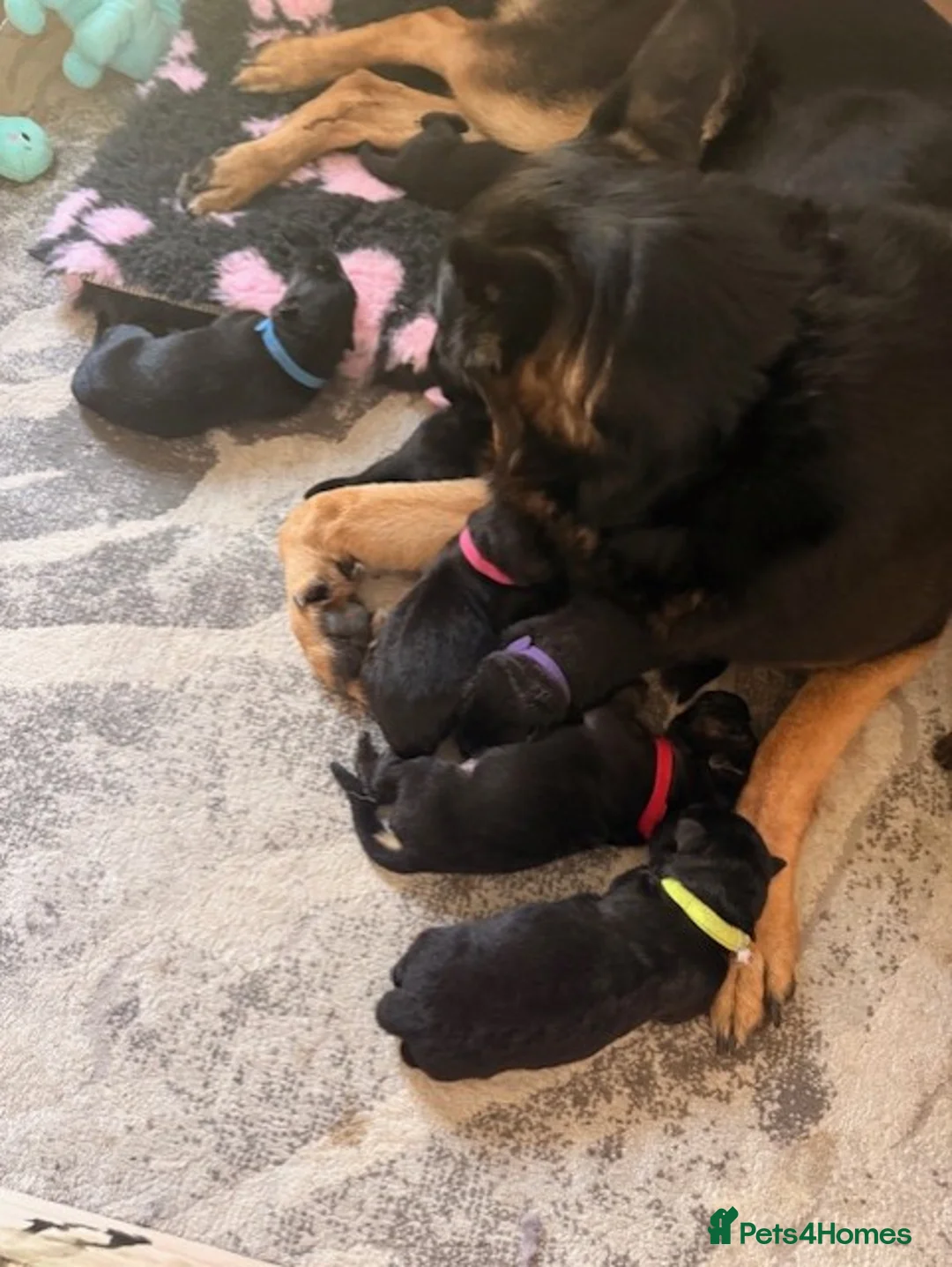 German Shepherd dogs for sale: KC reg strong GSD puppies from health tested lines in Chelmsford - Advert 2