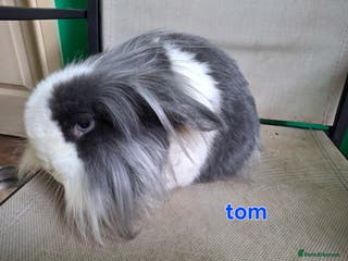 Mini Lion Lop rabbits 1 does and 5 bucks mini lop and lion lop - Advert 6