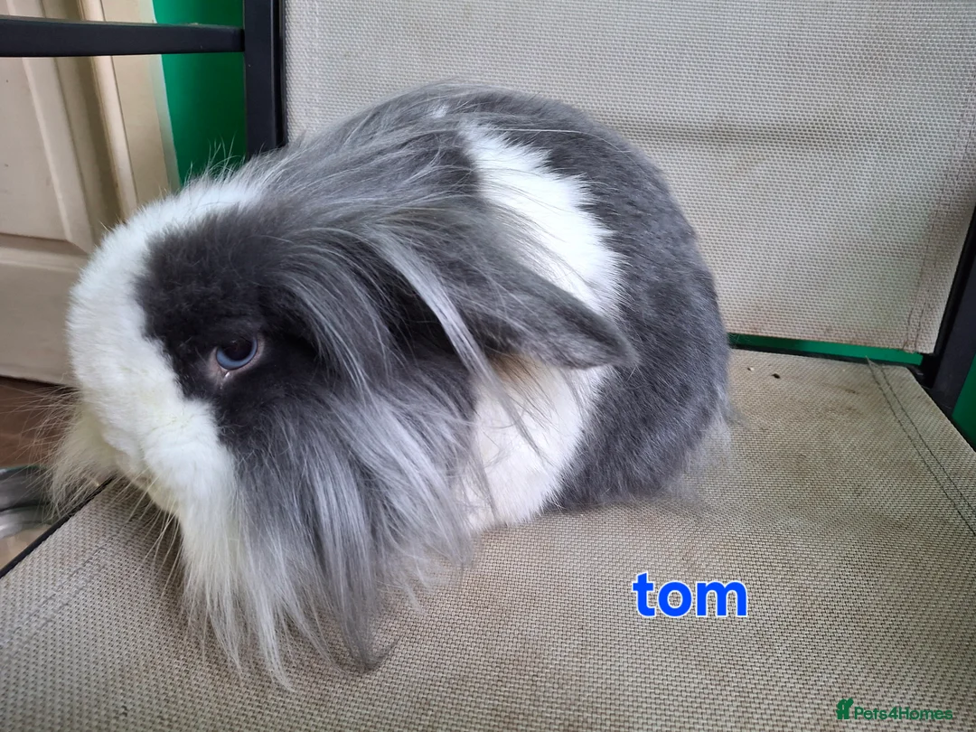 Mini Lion Lop rabbits for sale: 1 does and 5 bucks mini lop and lion lop - Advert 1