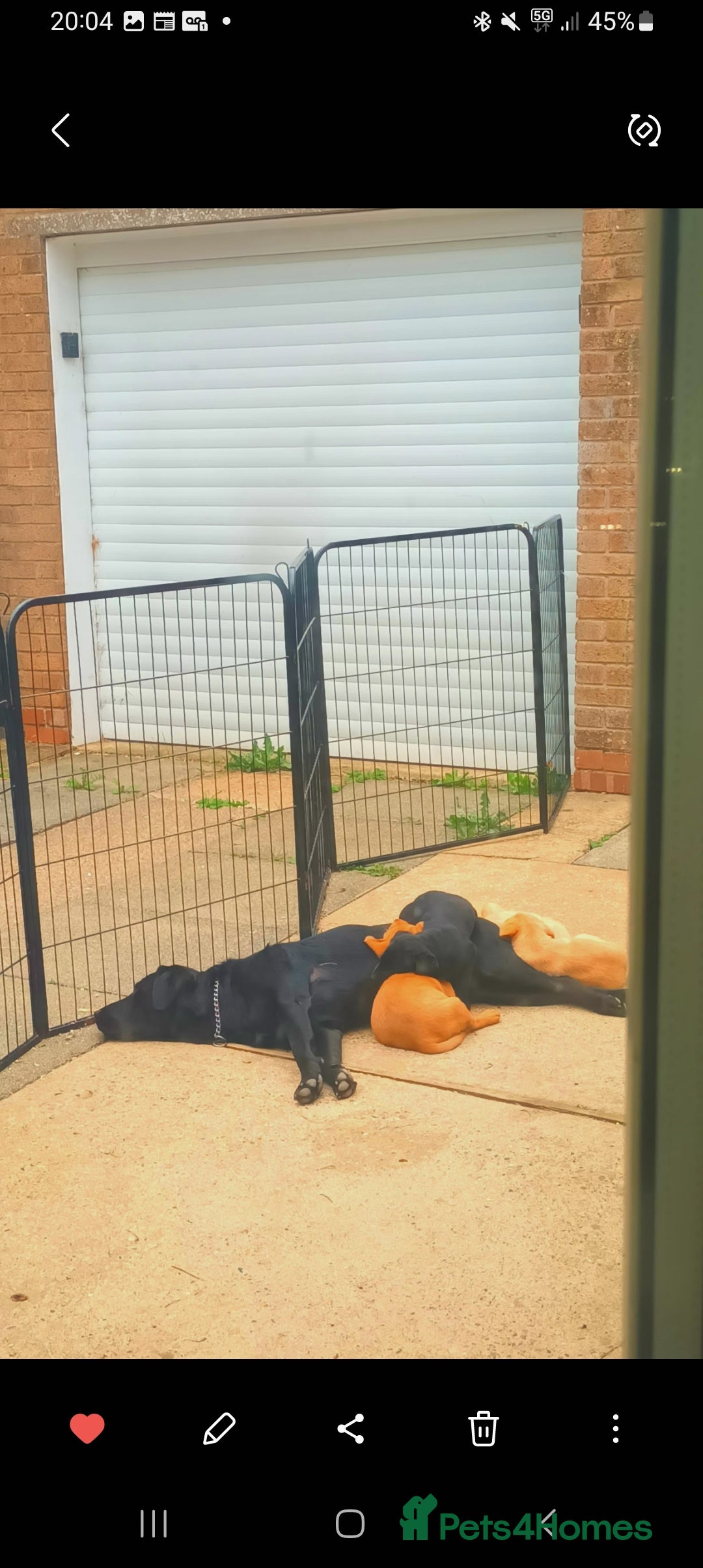 Labrador Retriever dogs for sale: X2 male x3 bitch lab pups  - Image 16
