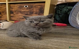 British Shorthair cats for sale: Beautiful british shorthair kittens  - Image 2