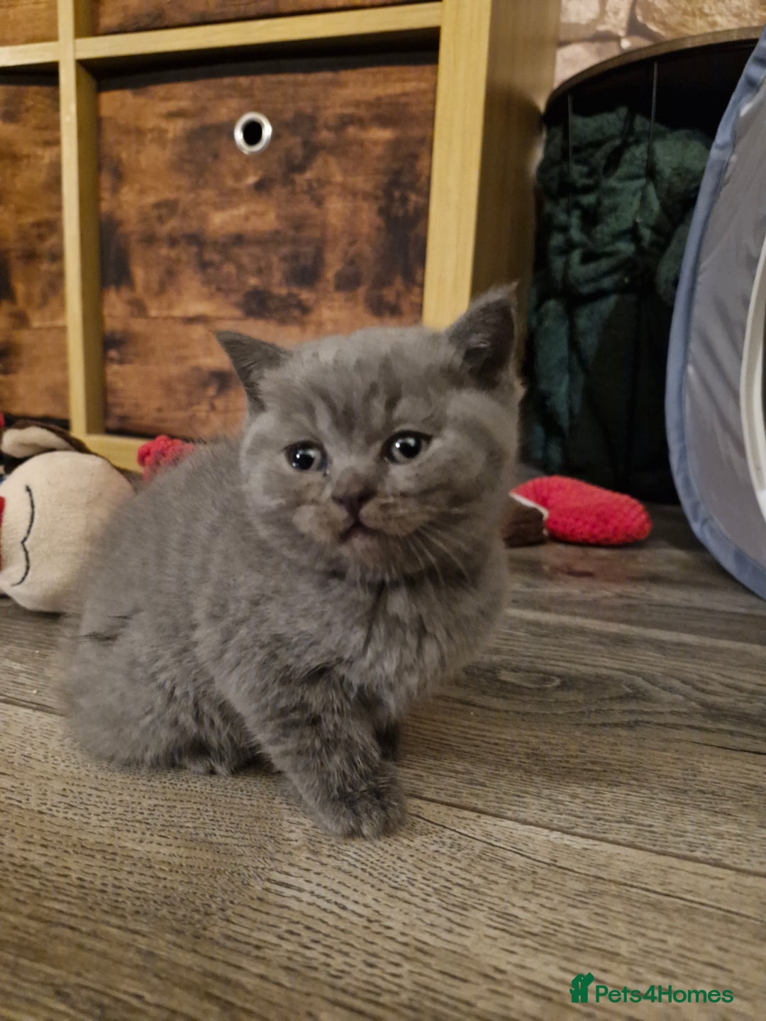 British Shorthair cats for sale: Beautiful british shorthair kittens  - Image 2