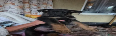 German Shepherd 4