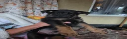 German Shepherd dogs for sale: German shepher pup - Advert 3