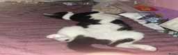 Mixed Breed cats for sale: 4 Mixed Breed Kittens  - Advert 1
