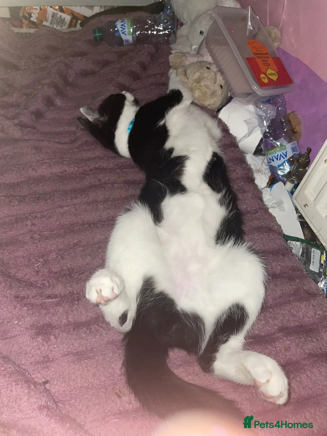 Mixed Breed cats for sale: 4 Mixed Breed Kittens  - Advert 1