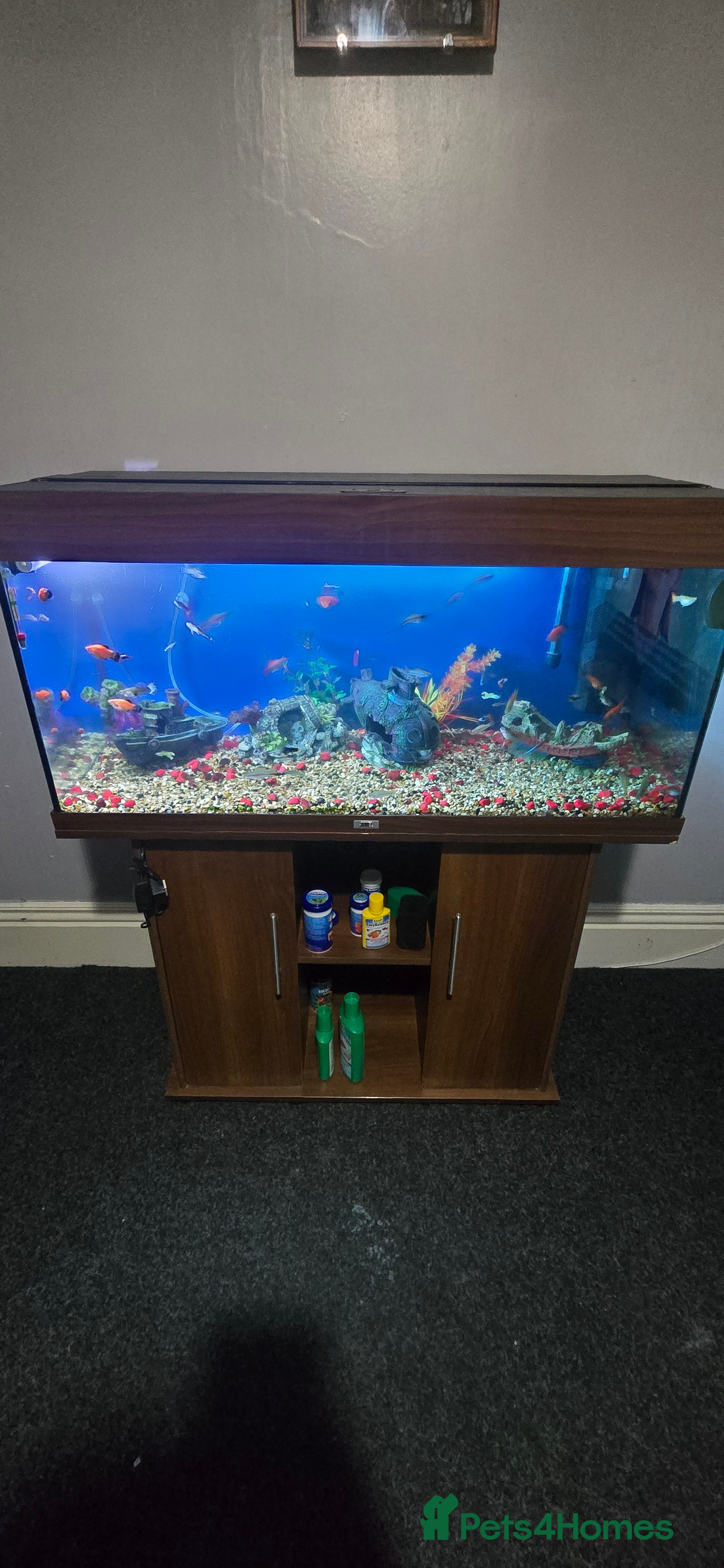 Other/Mixed Breed fish Tropical mix fish with aquarium  - Advert 24