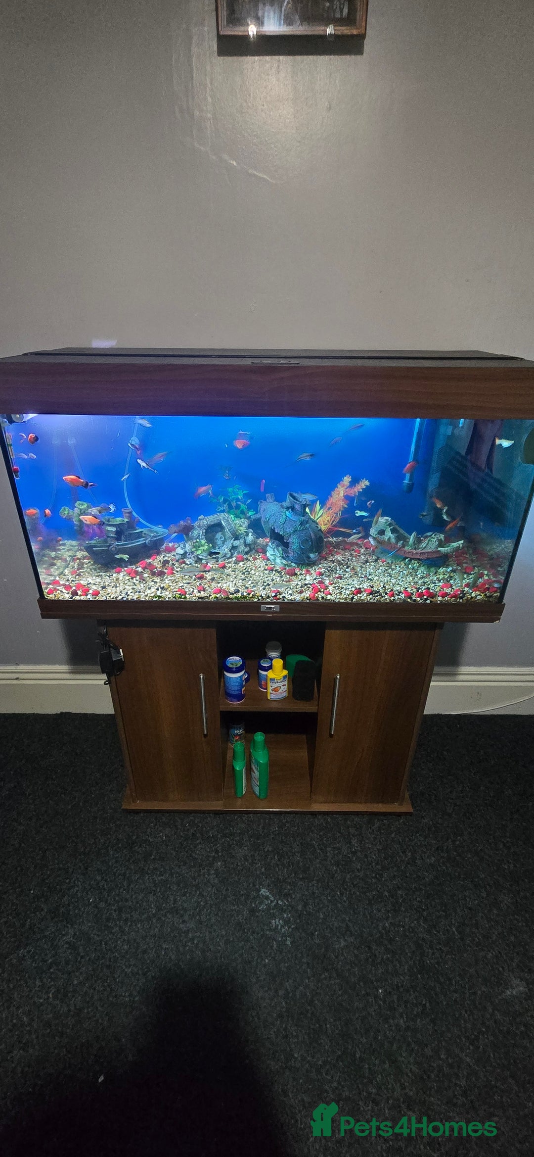 Other/Mixed Breed fish for sale: Tropical mix fish with aquarium  - Advert 1
