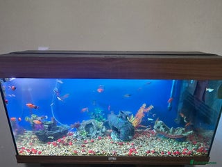 Other/Mixed Breed fish Tropical mix fish with aquarium - Advert 1
