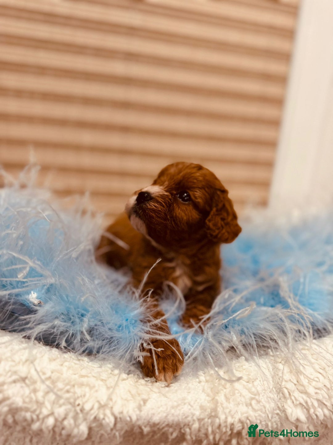Cavapoo dogs for sale: A wonderful litter of 6 red teddy cavapoos  - Advert 16