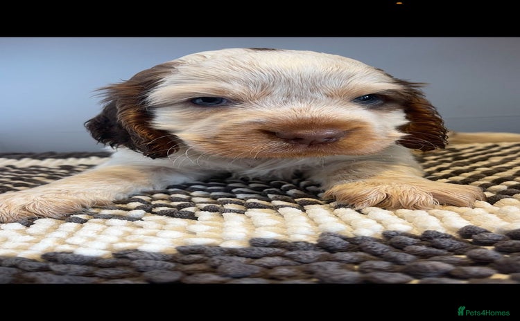 Cocker Spaniel dogs - Advert 16