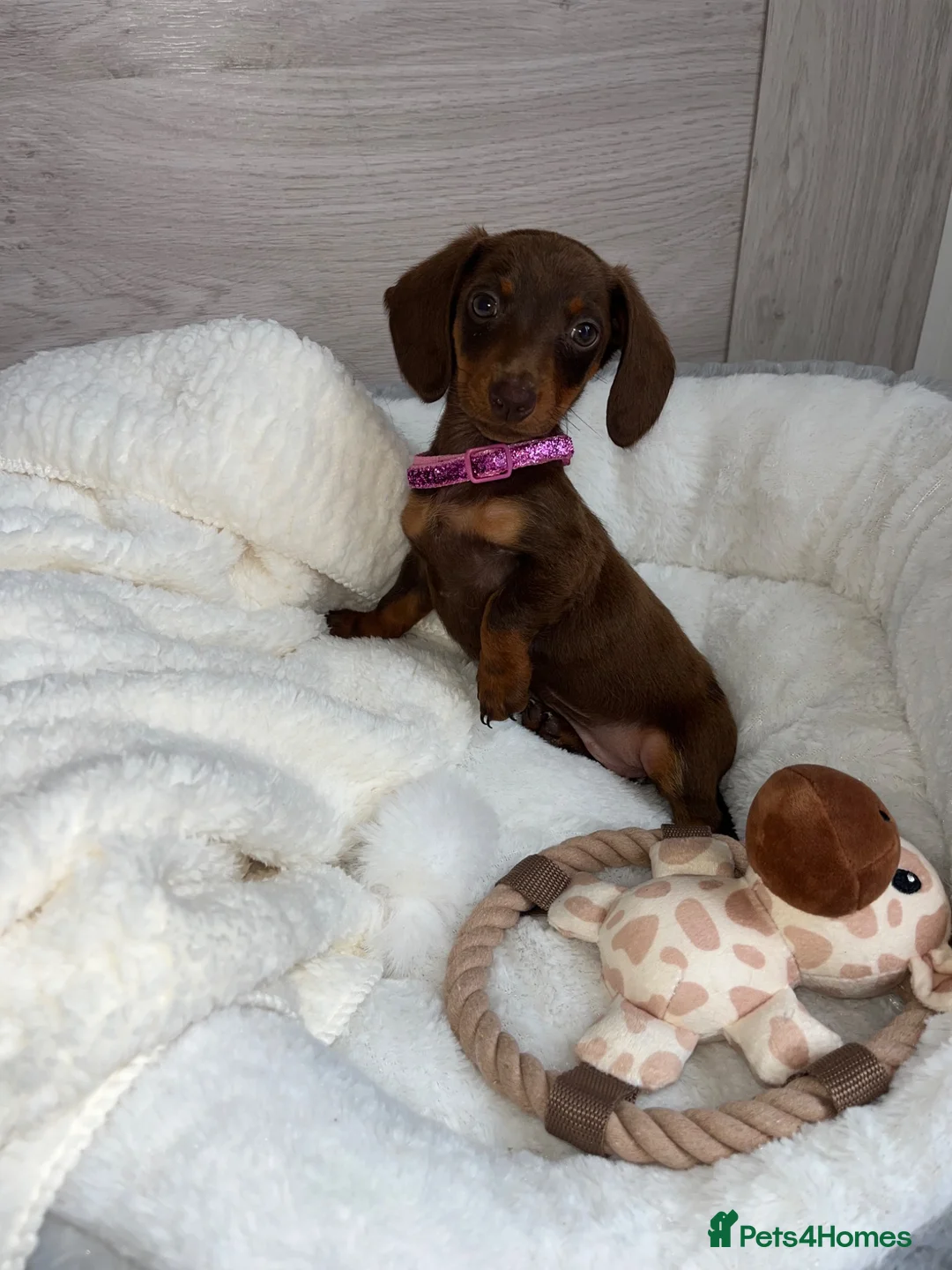 Miniature Dachshund dogs for sale: Miniature dachshunds in Newport - Advert 2