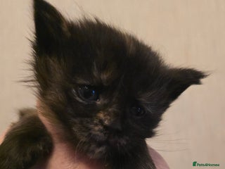 Maine Coon cats Maine Coon Kittens LARGE Black Tortie - Advert 11