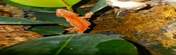 Gecko reptiles for sale: Gargoyle gecko  - Advert 3