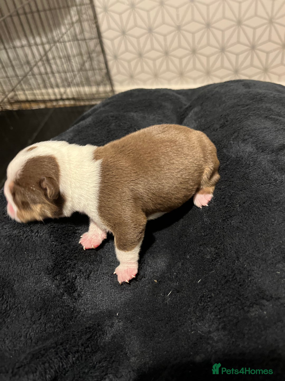English Bulldog dogs for sale: QC puppies  - Image 21