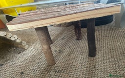 Guinea Pig rodents for sale: Two male boars  - Image 6