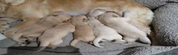 Golden Retriever dogs for sale: PEDIGREE GOLDEN RETRIEVERS  - Advert 12