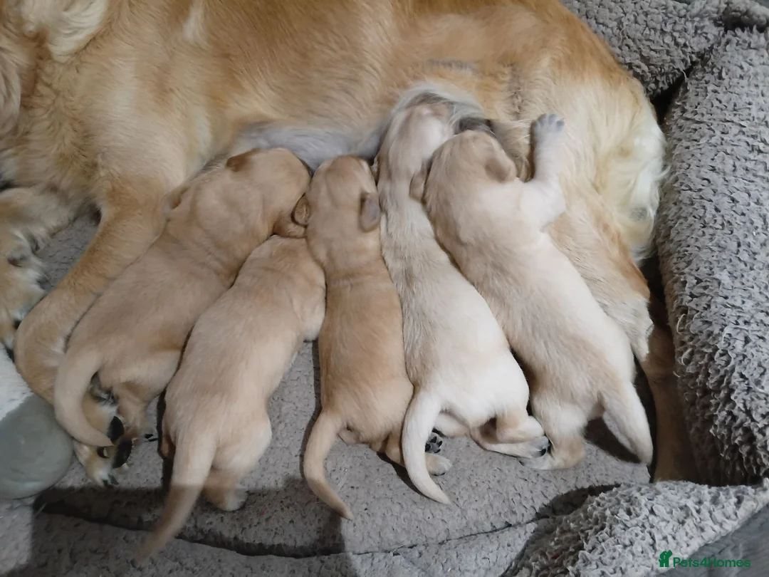 Golden Retriever dogs for sale: PEDIGREE GOLDEN RETRIEVERS  - Advert 12