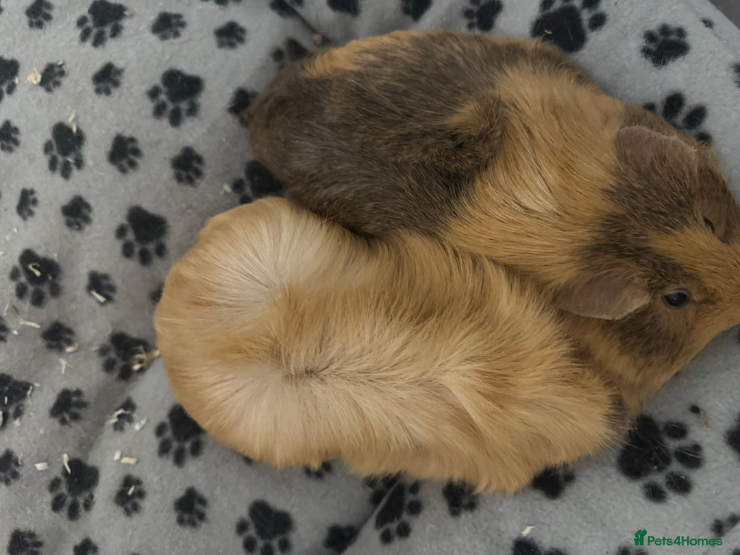 Guinea Pig rodents for sale: bonded longhair female guineapigs for sale - Image 5