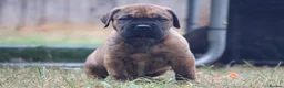 Presa Canario dogs for sale: World class presa canarios  - Advert 19