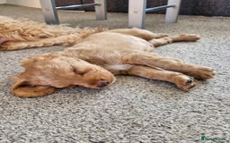 Cockapoo dogs for sale: Stunning F2 Cockapoo puppies - Image 7