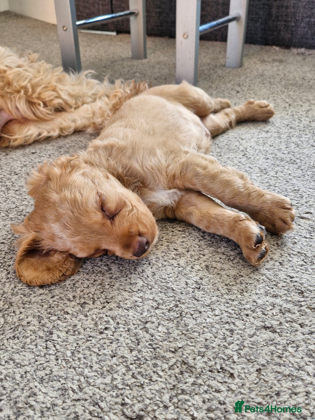 Cockapoo dogs for sale: Stunning F2 Cockapoo puppies - Image 7