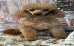 Cockapoo dogs for sale:  Teddy Bear type Cockapoos. - Image 11