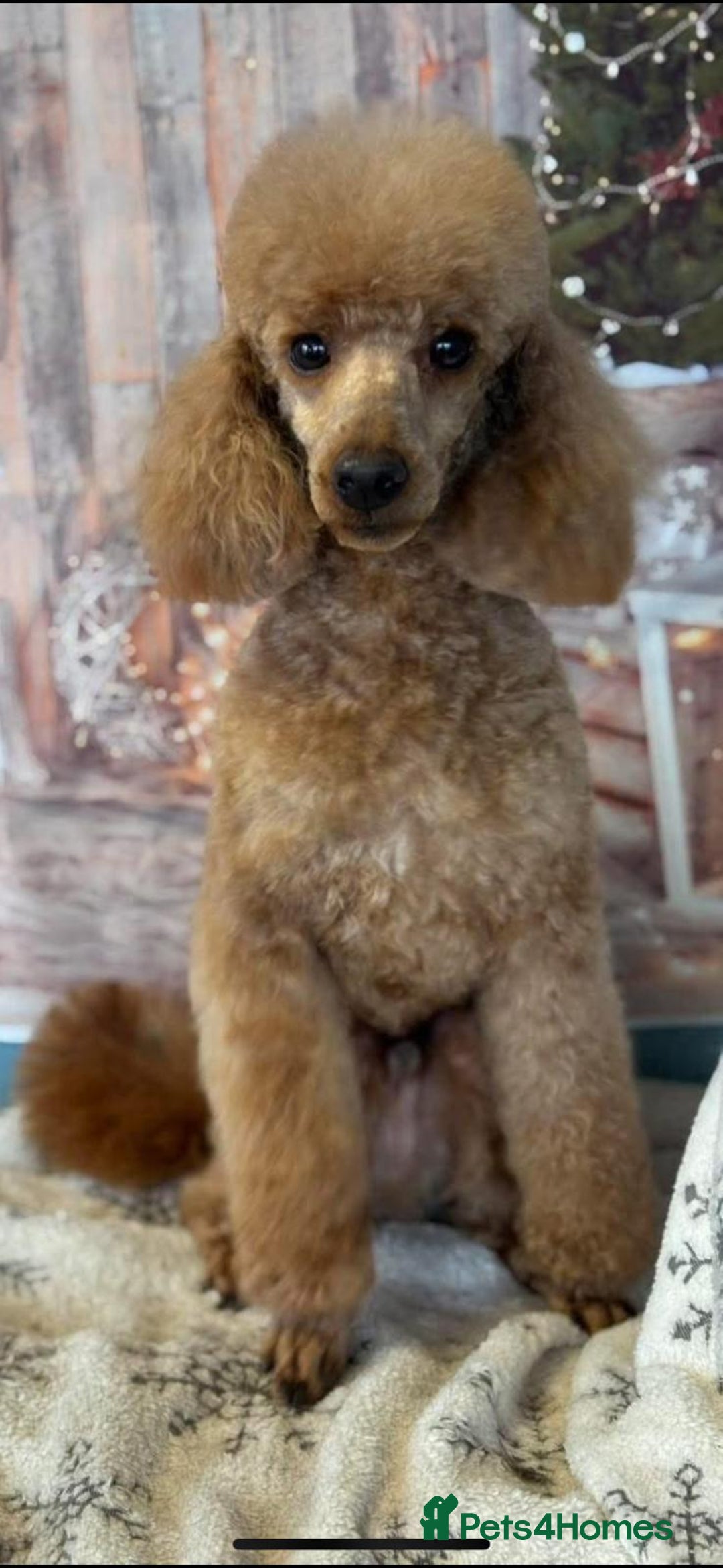 Cockapoo dogs for sale:  Teddy Bear type Cockapoos. - Image 11