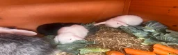 Mini Lop rabbits for sale: Pure breed mini lops - Advert 3