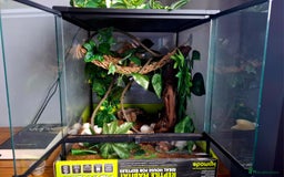 Gecko reptiles for sale: Crested Gecko  - Advert 4
