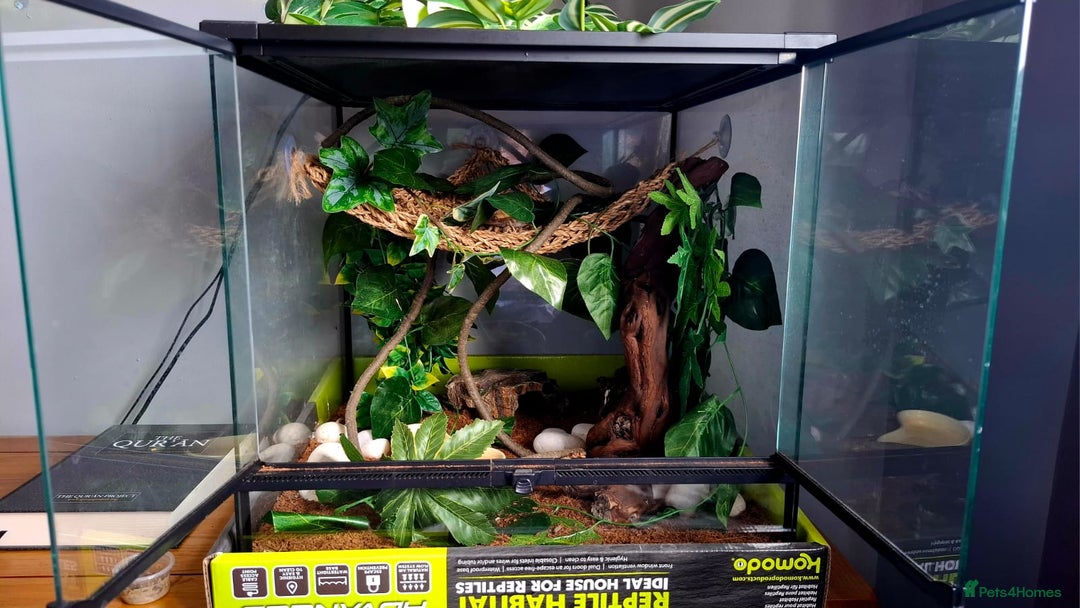 Gecko reptiles for sale: Crested Gecko  - Advert 4