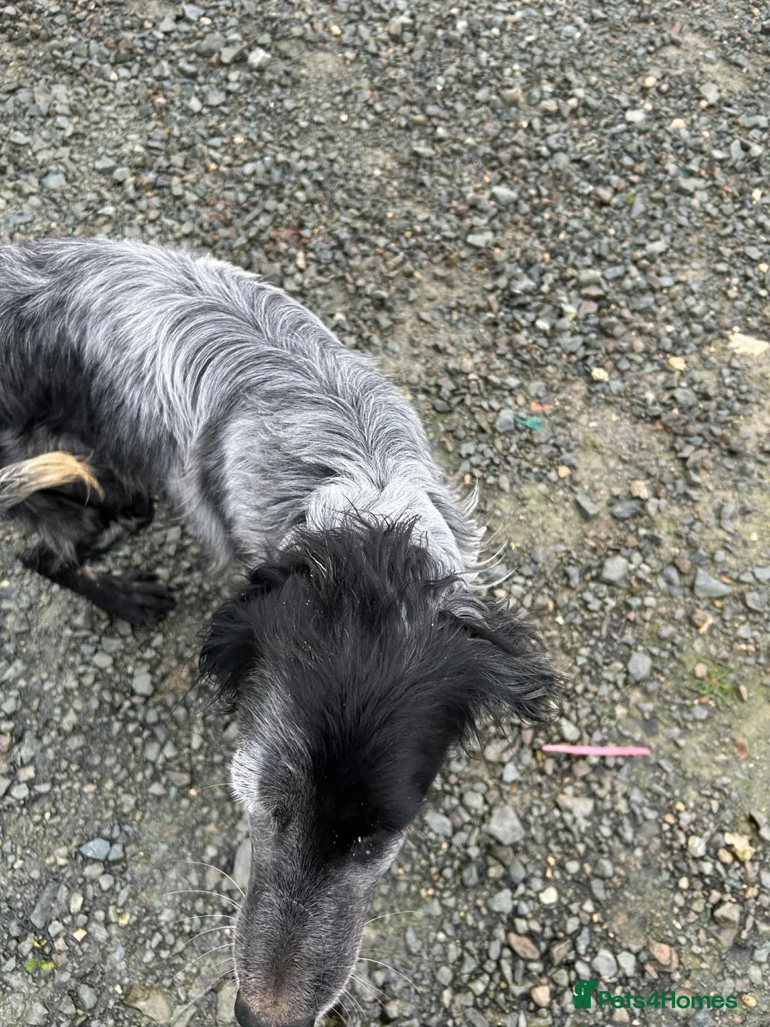 English Setter dogs for adoption: Enzo needs a loving home  - Advert 4
