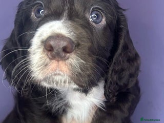 Cocker Spaniel dogs Working cocker spaniel puppies for sale - Advert 9