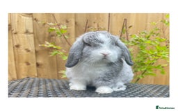 Mini Lop rabbits for sale: Beautiful mini lop bunnies for sale - Image 2
