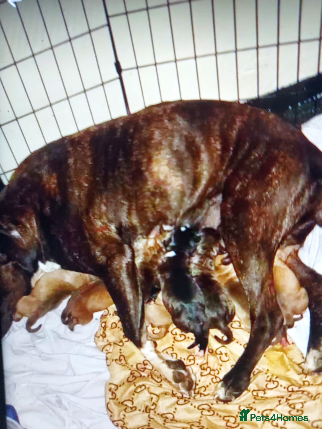 Staffordshire Bull Terrier dogs for sale: 3 males staffy puppies  for sale  - Advert 1