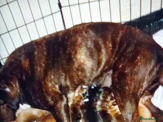 Staffordshire Bull Terrier dogs for sale: 3 males staffy puppies for sale - Advert 1