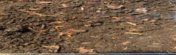 Beetles invertebrates for sale: Morio Worms/Super Worms, L1-3 - Advert 2