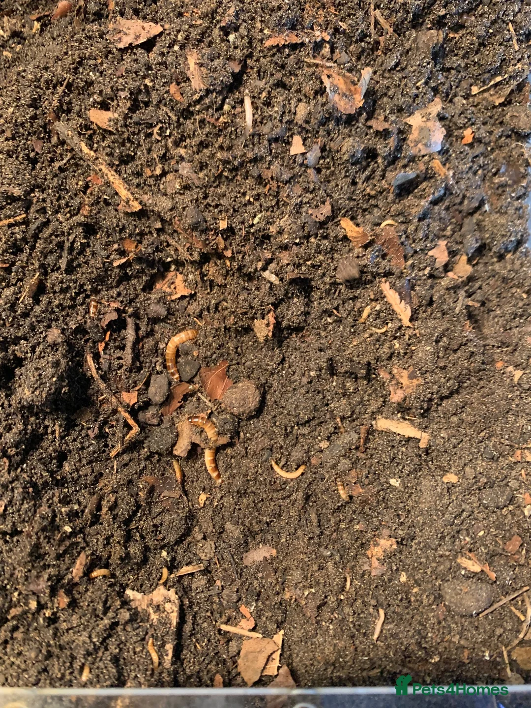 Beetles invertebrates for sale: Morio Worms/Super Worms, L1-3 - Advert 2